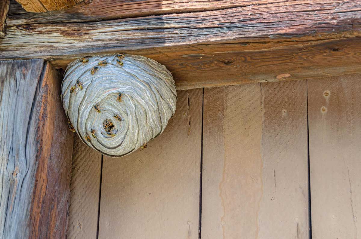 Wasps nesting in wall