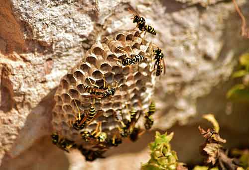 wasp-nest