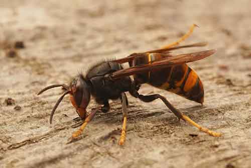 wasp-species