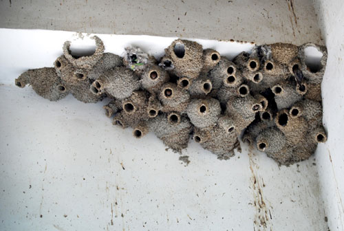 mud-daubers-wasp-nest Mud dauber nests built in wall crack with distinct tube formations