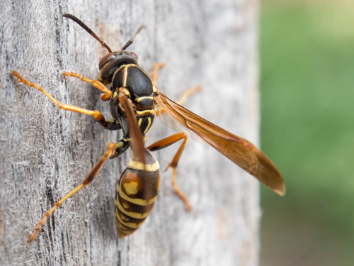 paper-type-wasp paper type wasp
