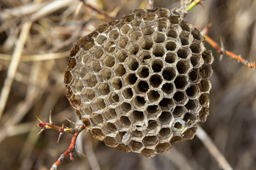 paper-wasp-nest Typical paper wasp nest structure, commonly found under eaves or branches