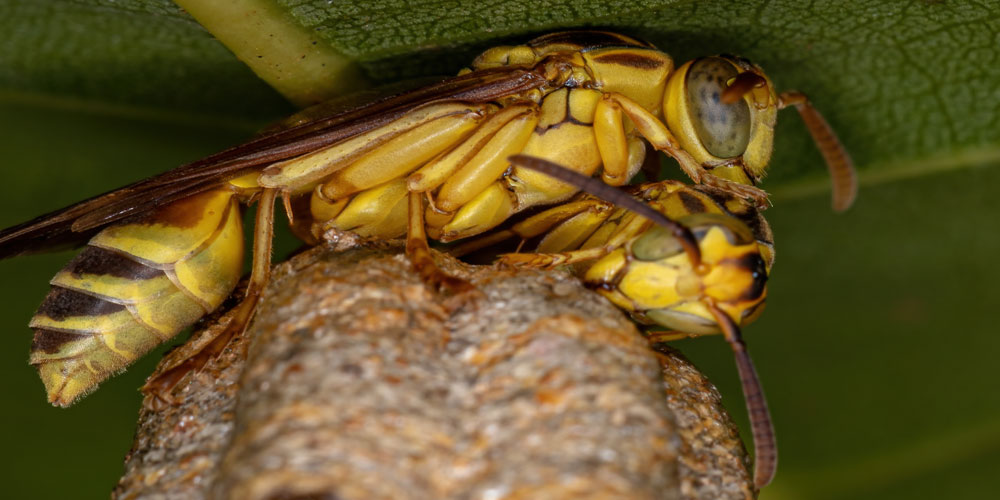 paper-wasps-fascinating-nature-architects paper wasp life cycle, behavious, and environmental benefits