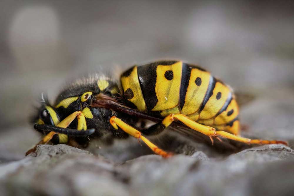 understanding-yellow-wasp understanding yellow wasps behaviour, nesting  habits, and importance in the ecosystem