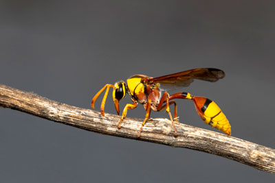 why you need a professional wasp exterminator