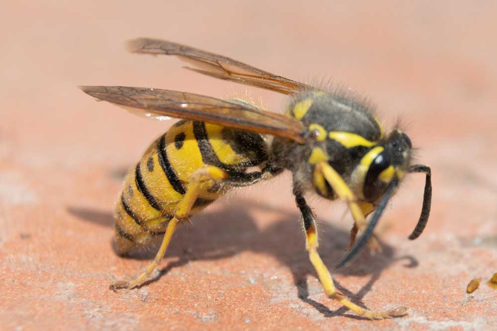 how to handle a wasp nest in roof tiles