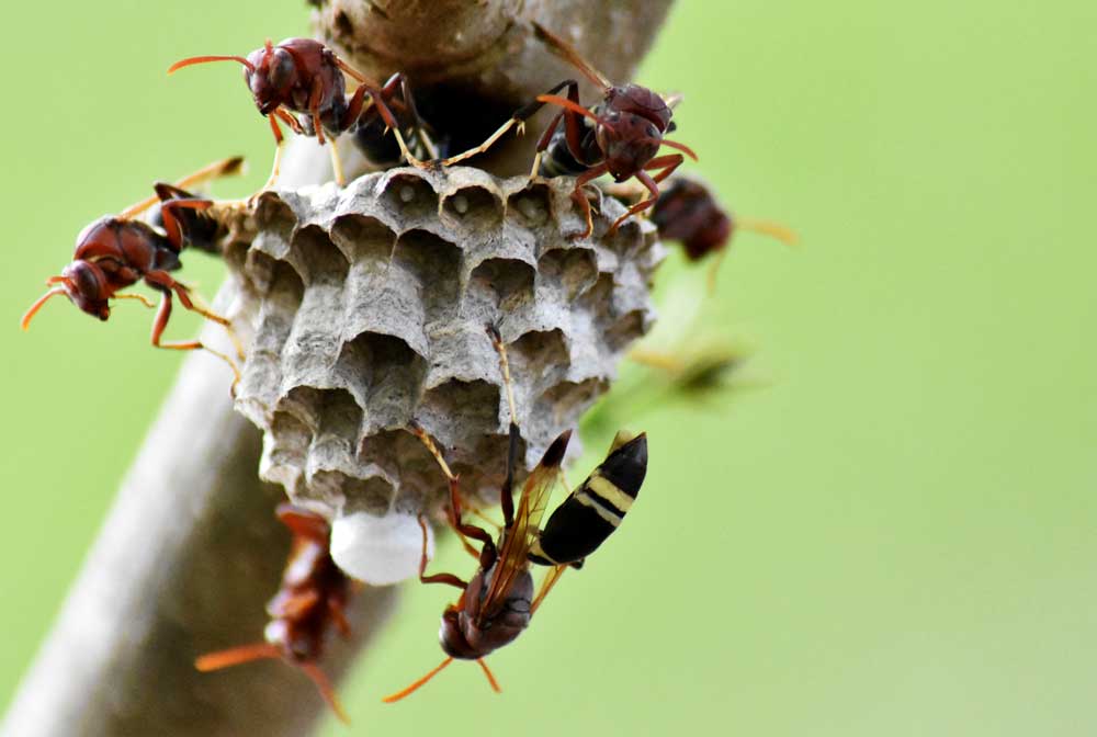 wasp-nest-removal professional wasp nest removal