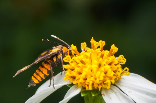 wasp-pollinator wasp pollinating on flower