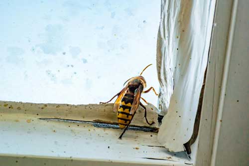 wasps-nest-in-window-frame wasp nest in window frame