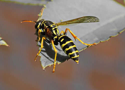 wasps How Are Wasps Different from Bees?