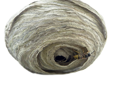 yello-jacket-wasps-nest Papery nest built by yellow jackets, commonly hidden in walls or underground