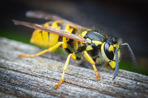 yellow-jacket-type-wasp yellow jacket wasp