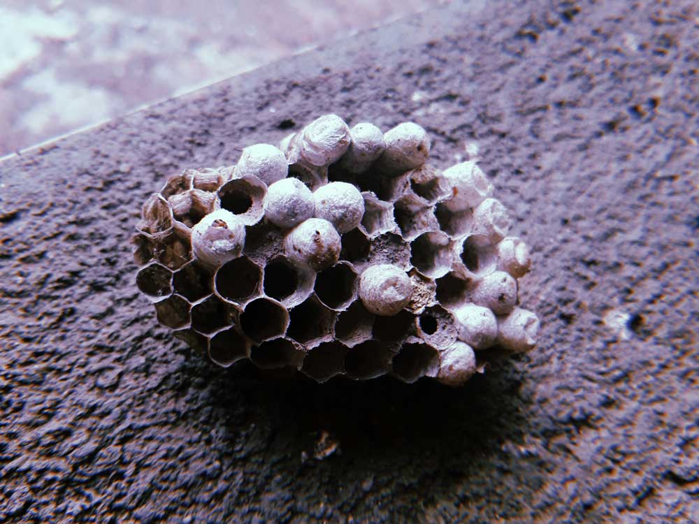 getting-rid-of-a-small-wasp-nest-safely getting rid of a small wasp nest