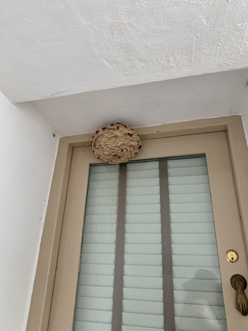 thing to consider when removing a large wasp nest